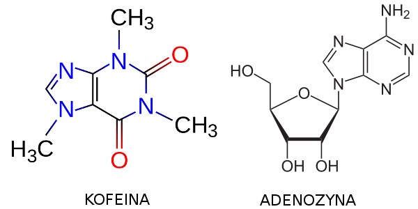 Kofeina i adenozyna