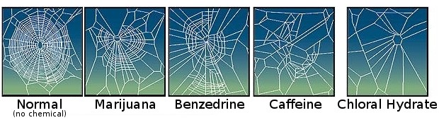 Sieci pająków po kofeinie