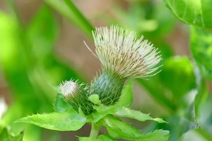 Czarcie żebro - co to jest?