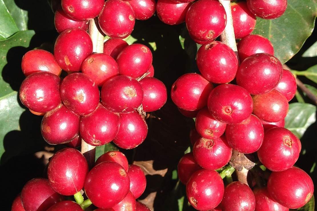 Jak zasadzić drzewko kawowe